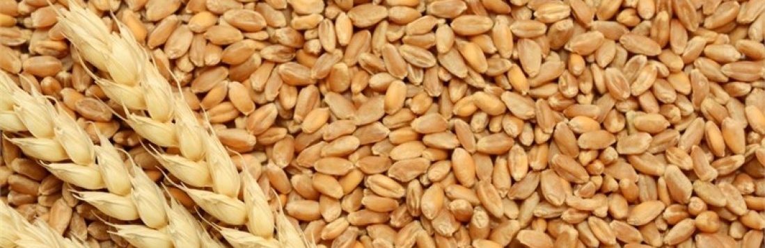 Zam fırtınası devam ediyor! Ekmeklik buğday ve arpanın da fiyatı arttı