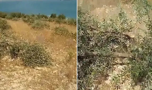 Bölge diken üstünde! Urfa’da yine ağaç katliamı!