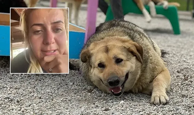 Tahliye oldu! Boyacı: Şanlıurfa’da kuduz tabelası yoktu!