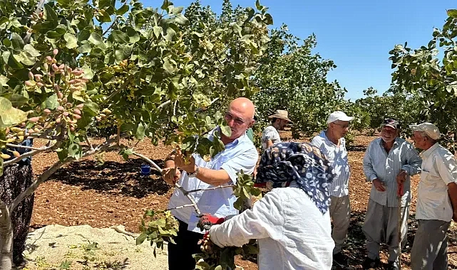 CHP Şanlıurfa Milletvekili Mahmut Tanal, Fıstık Üreticilerini Ziyaret Etti