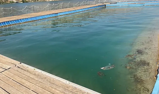 Halfeti’deki havuz kendi kaderine terk edildi! Tanal: Şanlıurfa’mızın parası çarçur edildi!