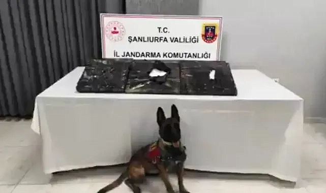 Şanlıurfa’da ele geçirildi!