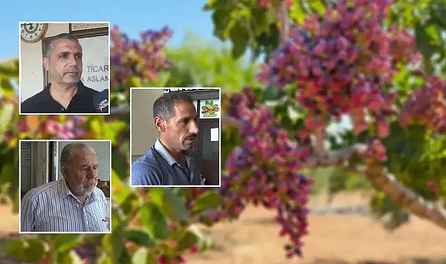 Urfa’da fıstık rekoltesi yüksek, fiyatlar düşük! Üretici de esnaf da zorda kaldı!