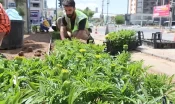 Seralarda Yetiştirilen 500 Bin Çiçek, Şanlıurfa’yı Güzelleştirecek