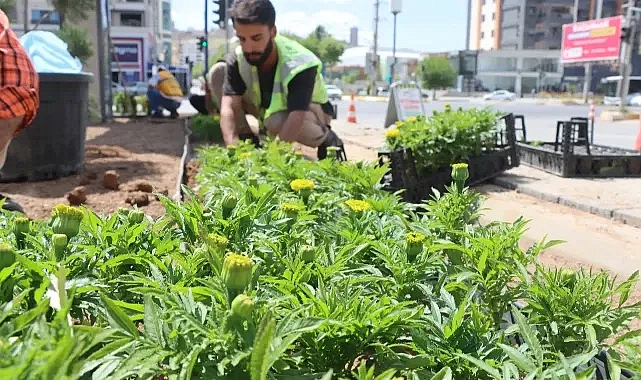 Seralarda Yetiştirilen 500 Bin Çiçek, Şanlıurfa’yı Güzelleştirecek