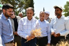 VALİ ŞILDAK, BUĞDAY HASADINA KATILDI