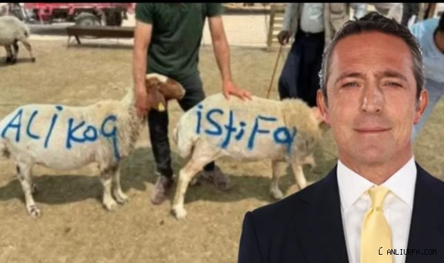 Şanlıurfa’da kurbanlık üzerinden Ali Koç’a mesaj!
