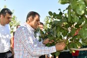 VALİ ŞILDAK, BOZ FISTIK HASADINA KATILDI