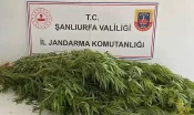 Şanlıurfa’da belirlenen adreslere baskın! 2 şüpheli gözaltında!
