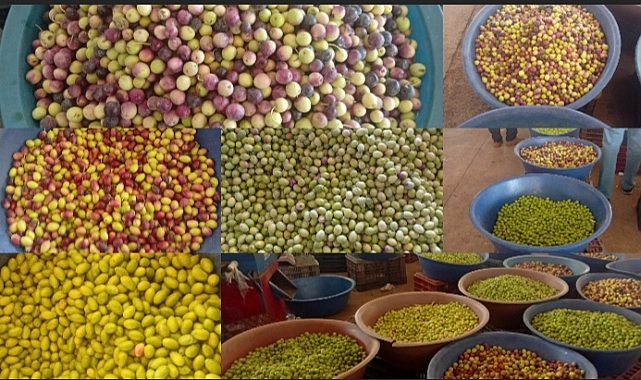 Şanlıurfa’da En Büyük İlgiyi ‘Yasemin’ Görüyor