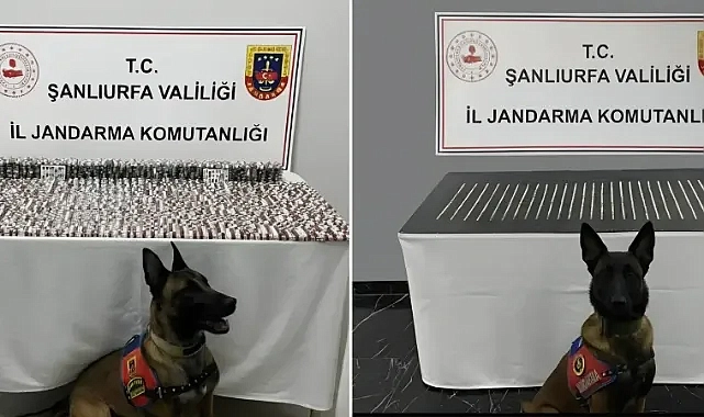 Şanlıurfa’da ele geçirildi! Vali Şıldak paylaştı!